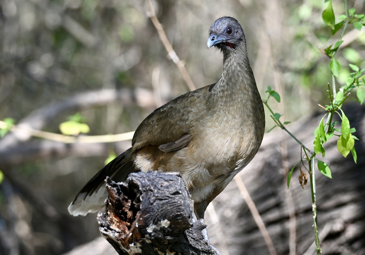 čačalaka obecná - ML646882948