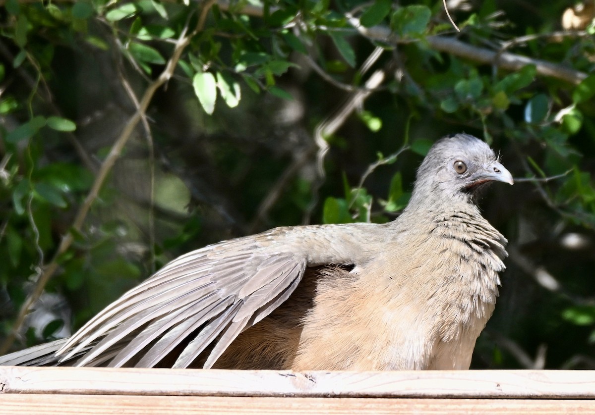 čačalaka obecná - ML646882949