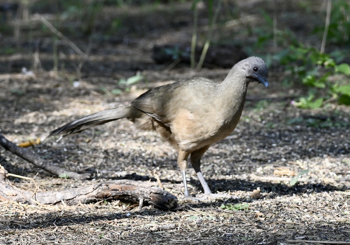 čačalaka obecná - ML646882950