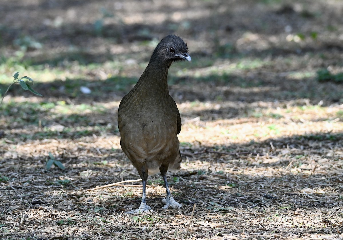 čačalaka obecná - ML646882952