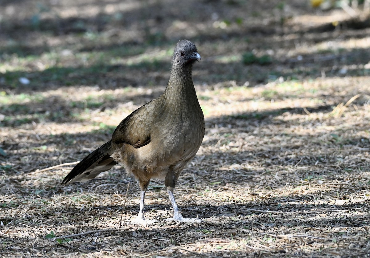 čačalaka obecná - ML646882953