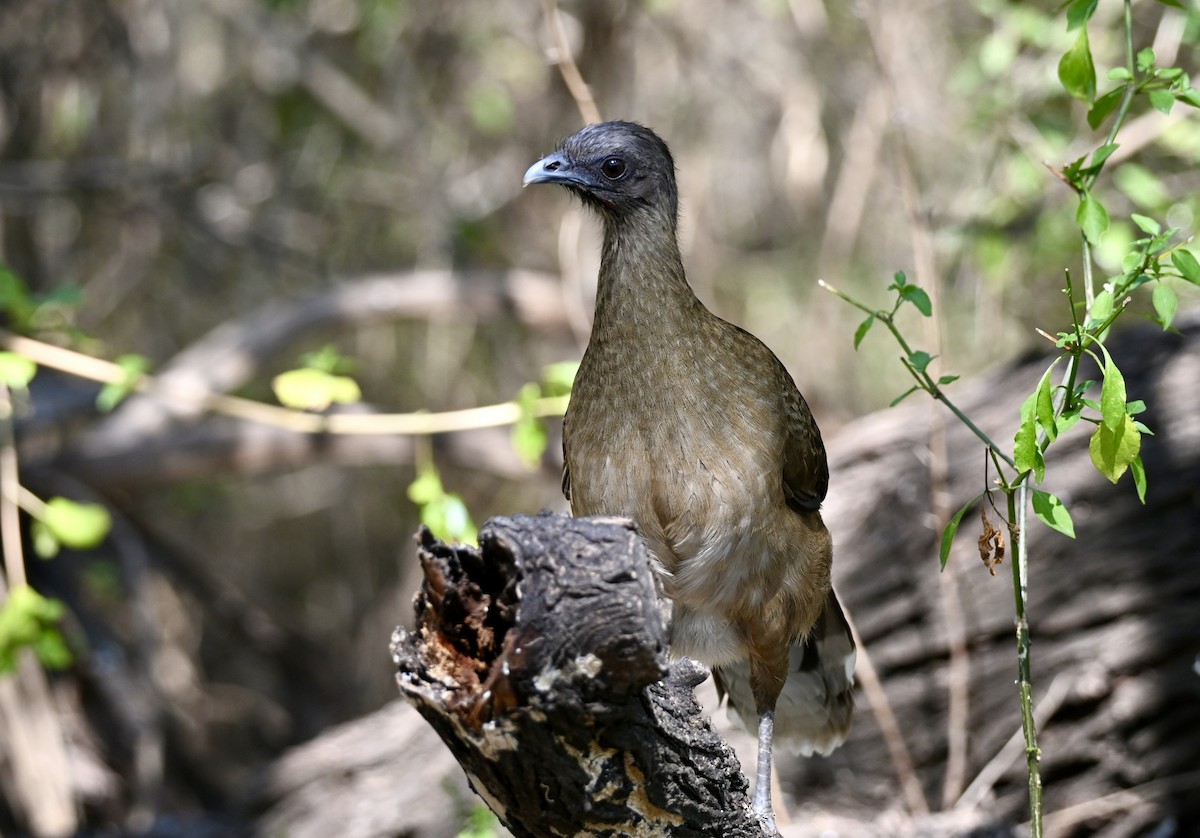 čačalaka obecná - ML646882954