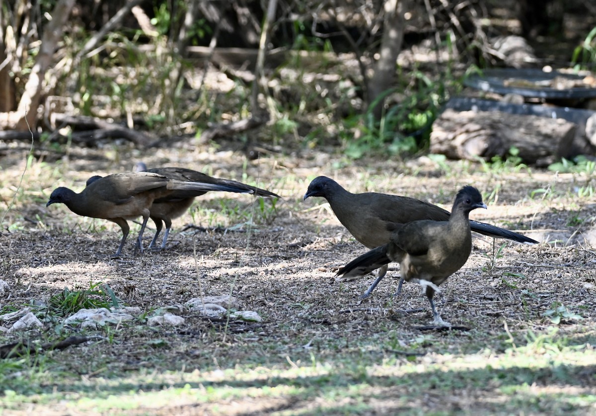 čačalaka obecná - ML646882955