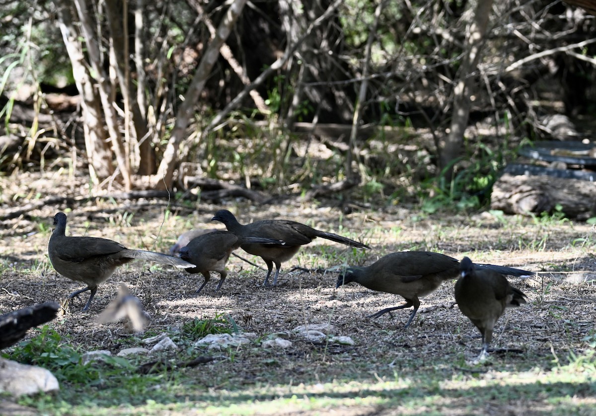 čačalaka obecná - ML646882958