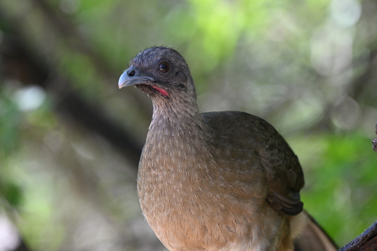 čačalaka obecná - ML646882959