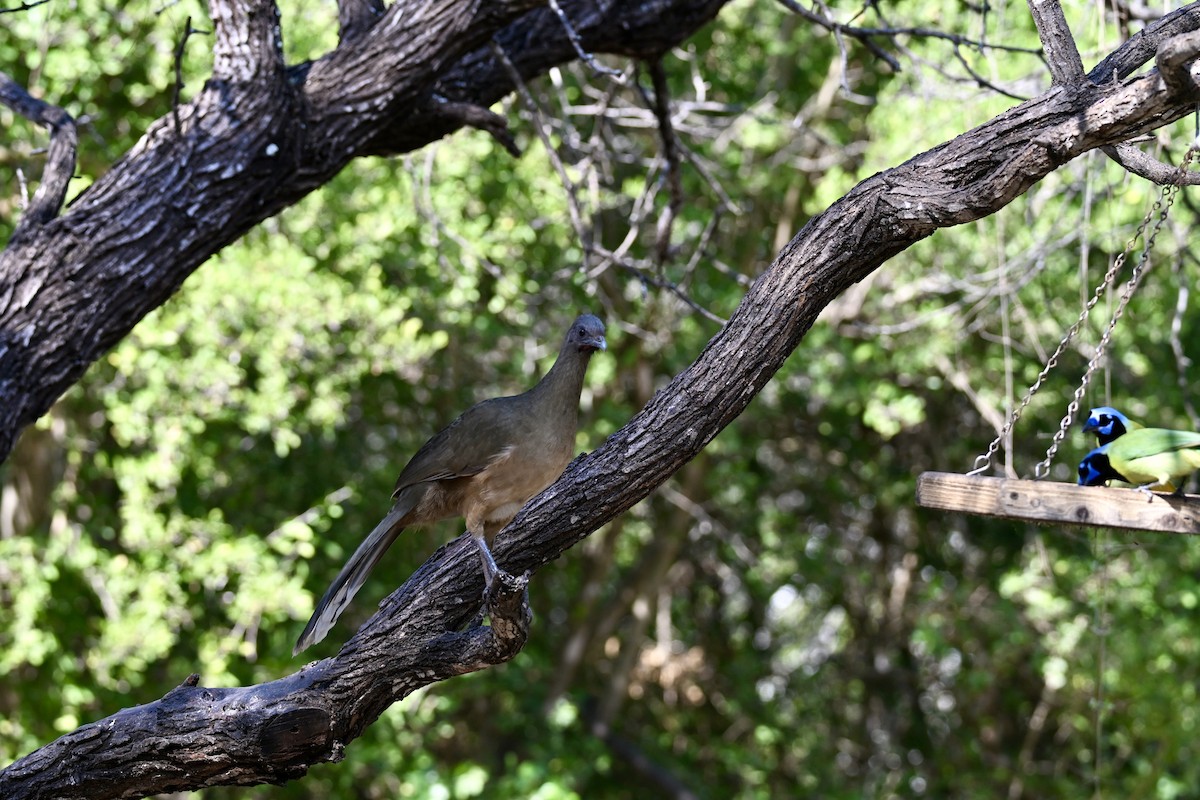 čačalaka obecná - ML646882960