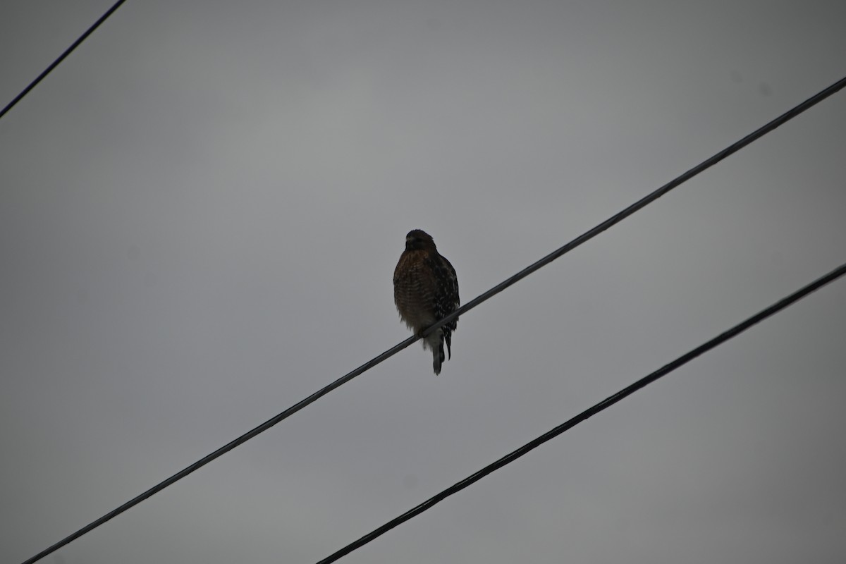 カタアカノスリ - ML646882961