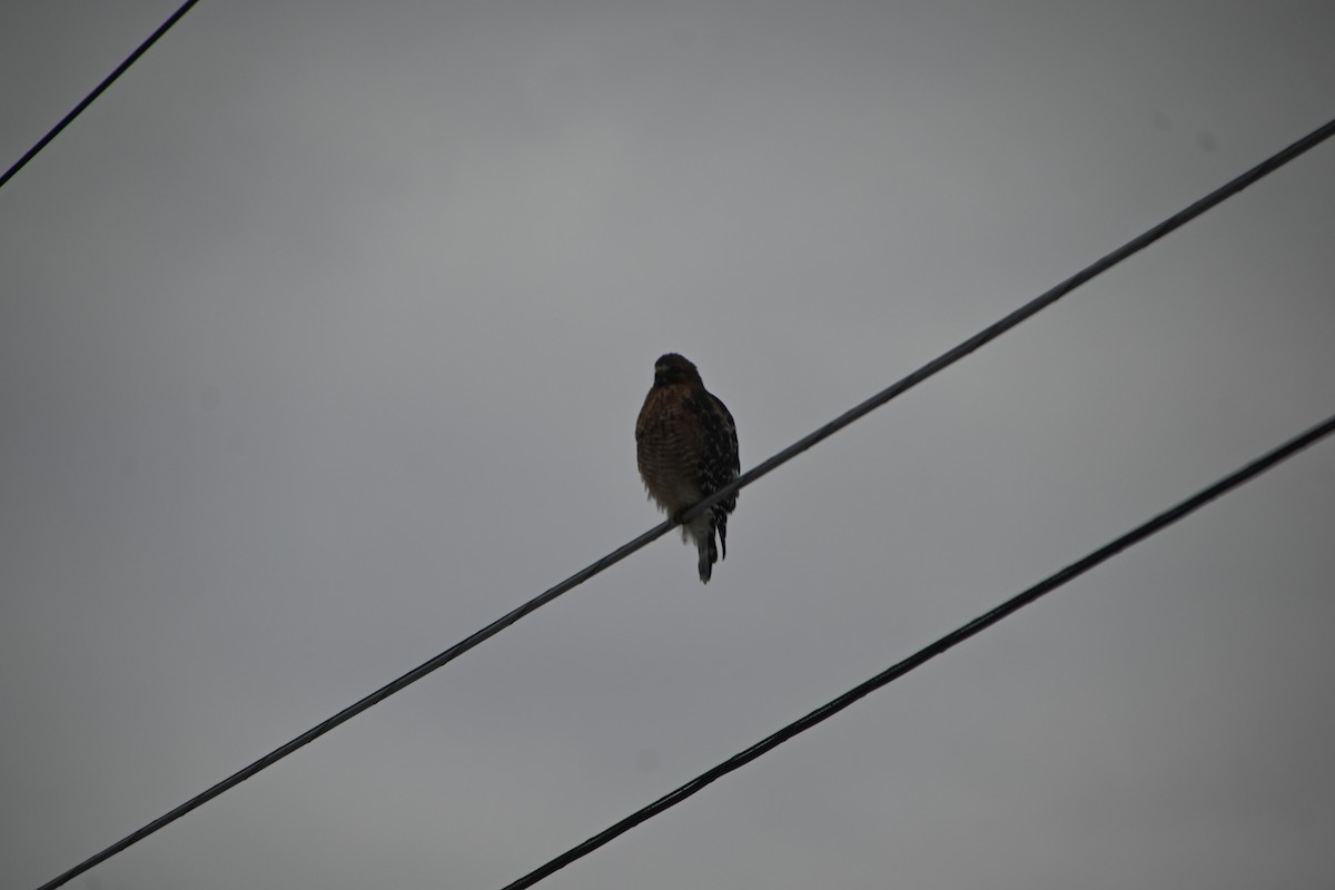 カタアカノスリ - ML646882962