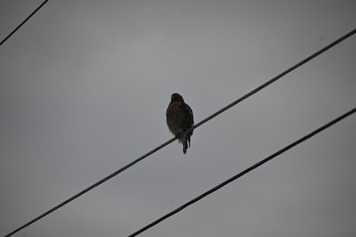 カタアカノスリ - ML646882963