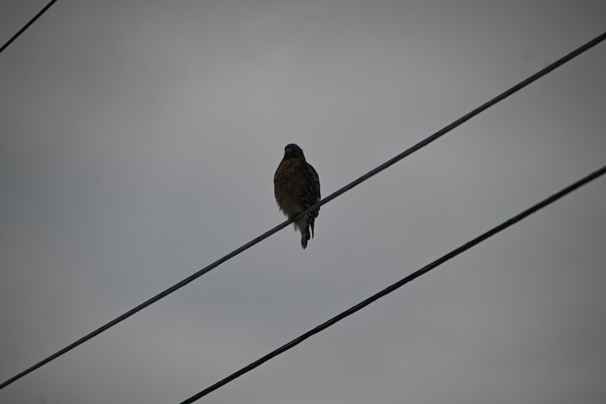 カタアカノスリ - ML646882964