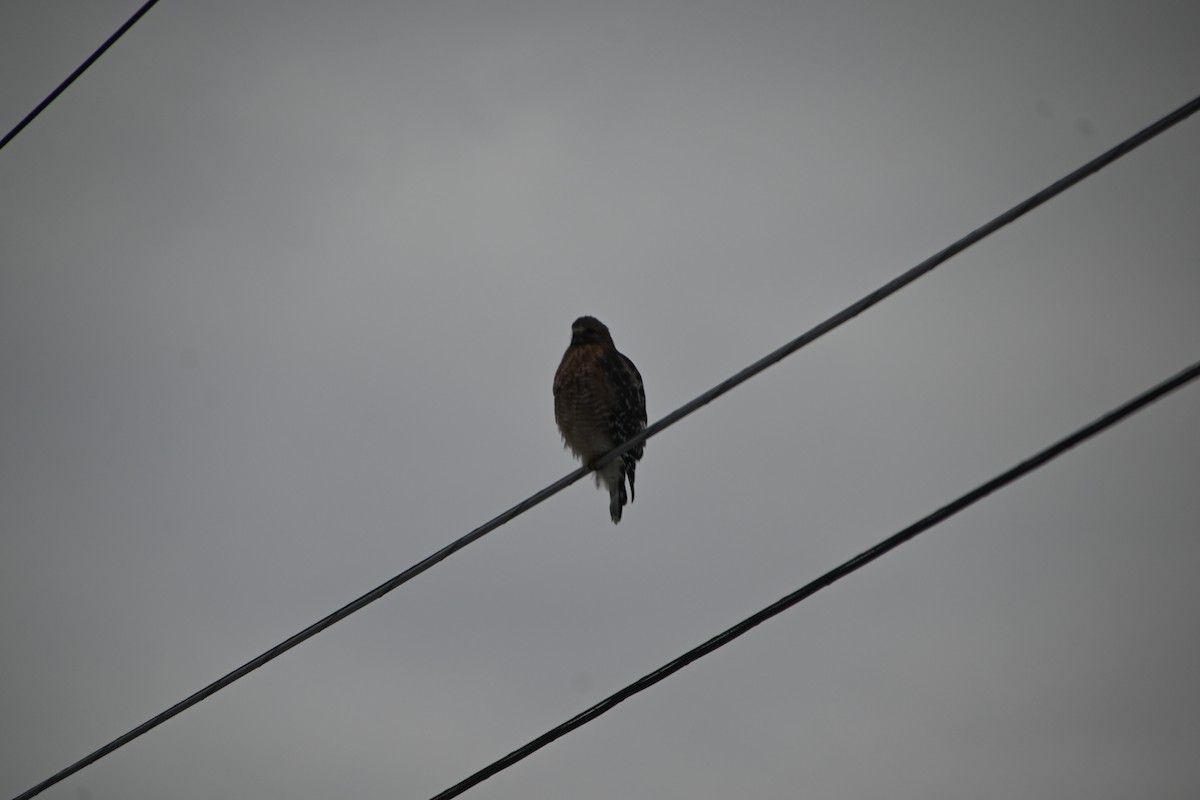 カタアカノスリ - ML646882965