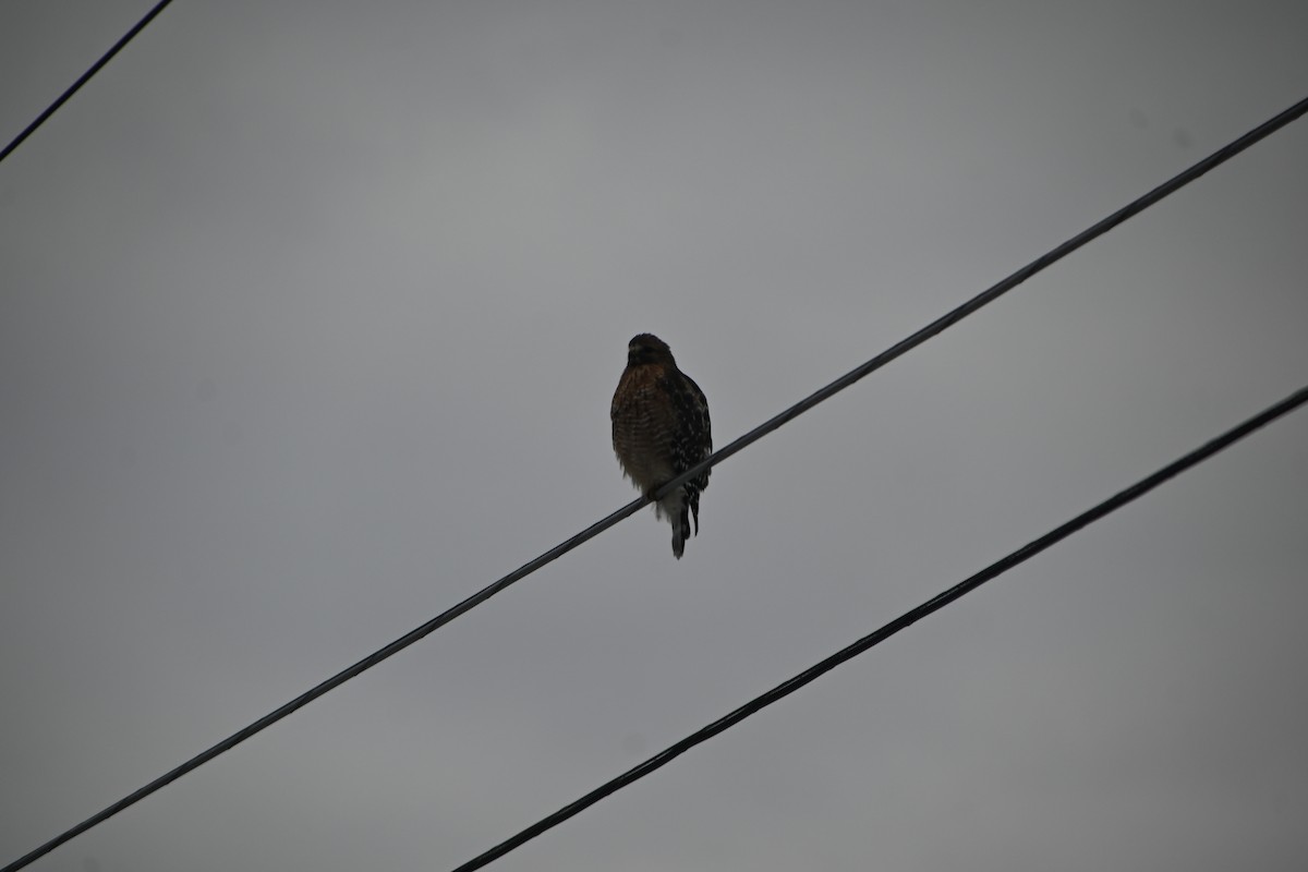 カタアカノスリ - ML646882966