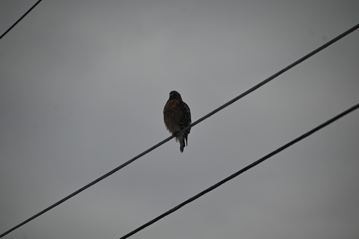 カタアカノスリ - ML646882967