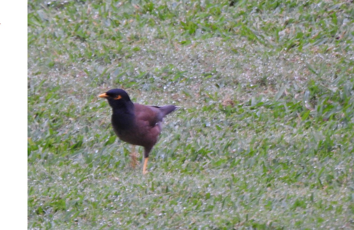 Common Myna - ML646882969