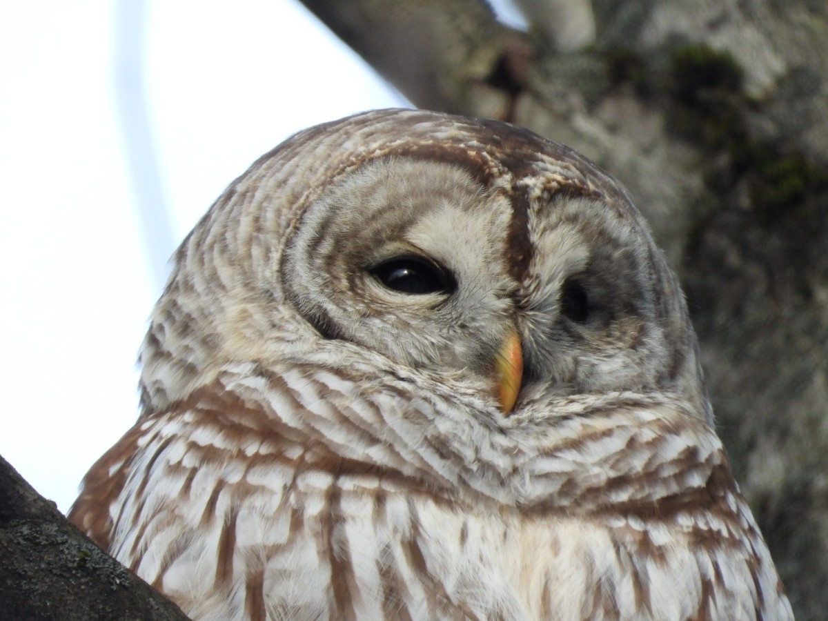 Barred Owl - ML646882971