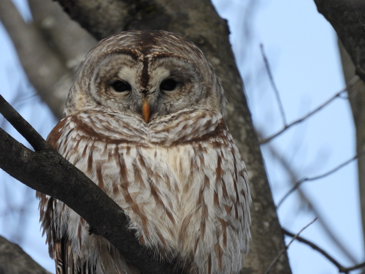 Barred Owl - ML646882972