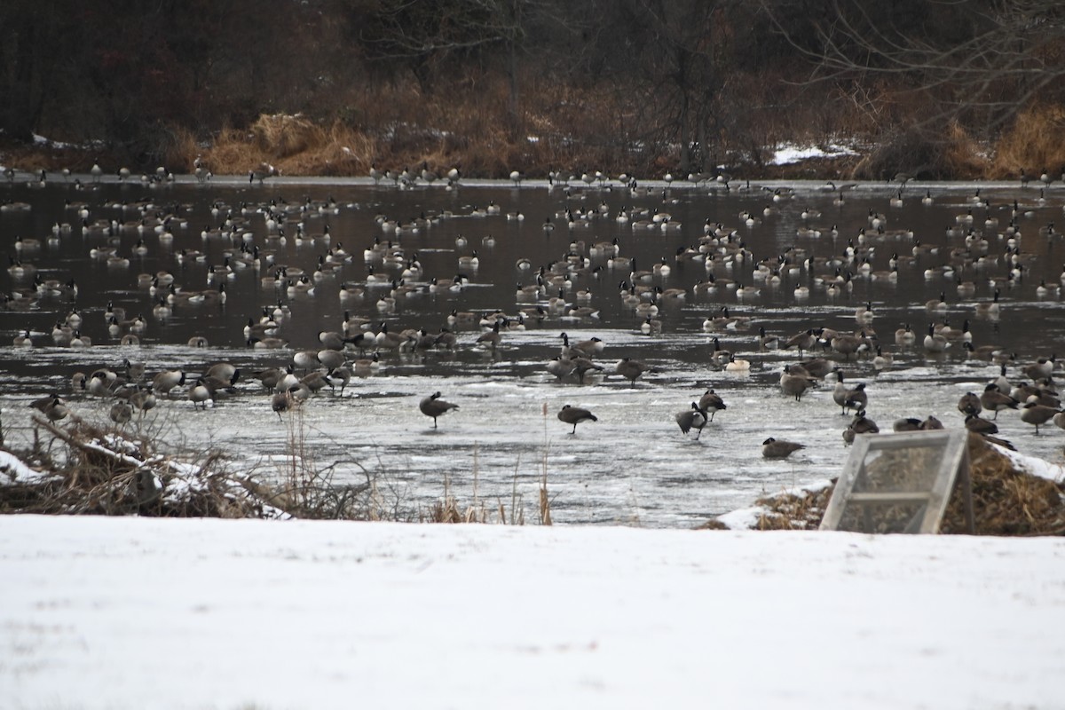 カナダガン - ML646882973