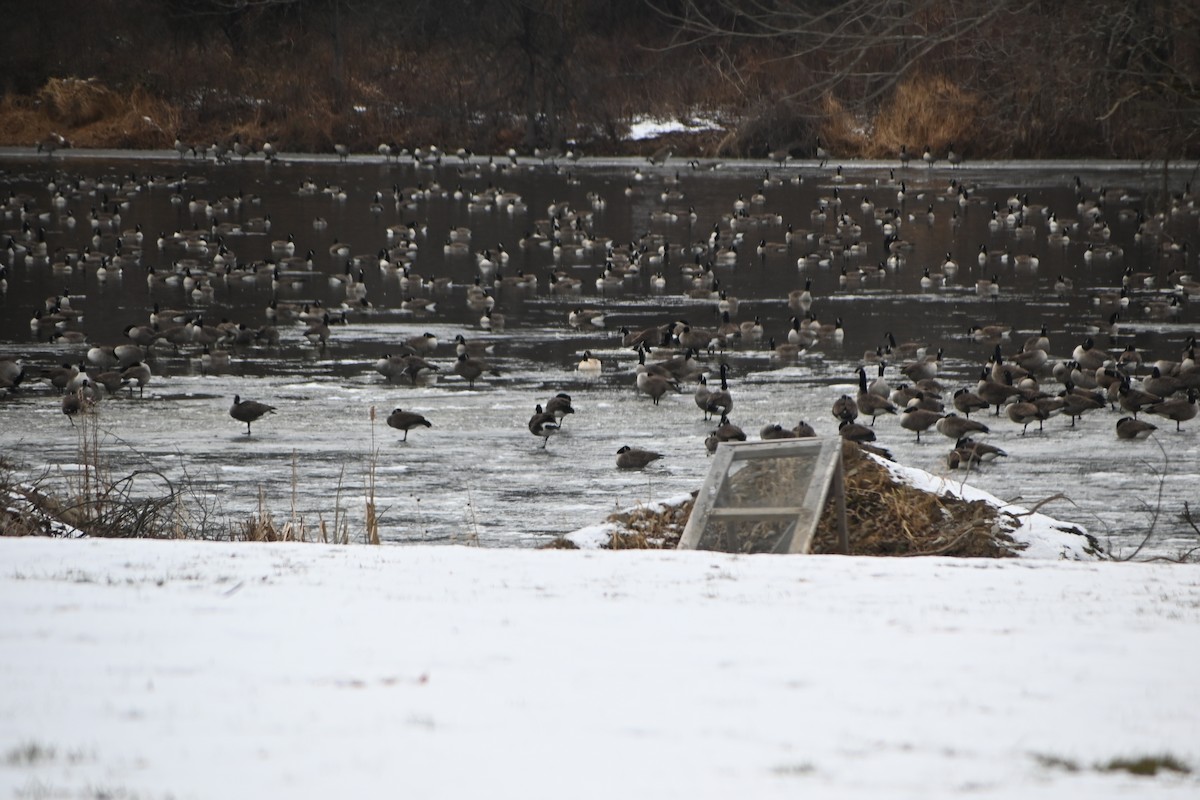 カナダガン - ML646882974