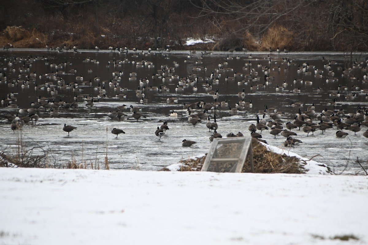 カナダガン - ML646882975