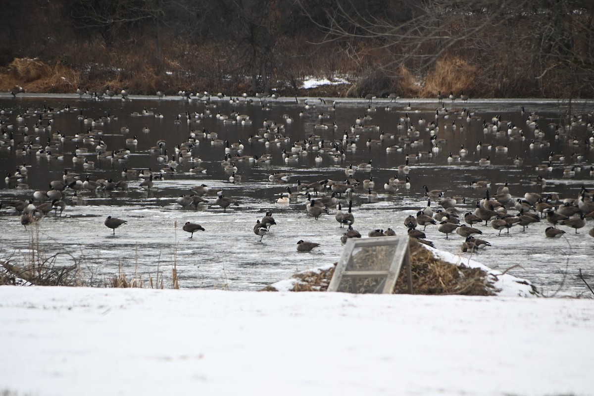 カナダガン - ML646882976