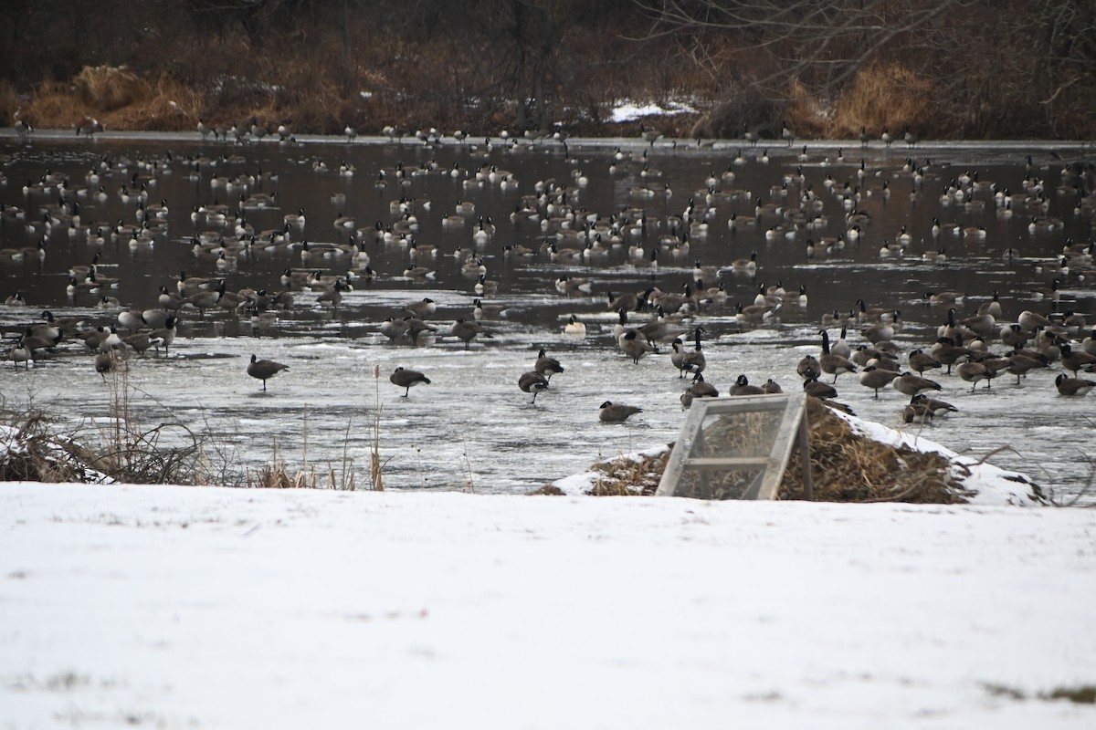 カナダガン - ML646882977