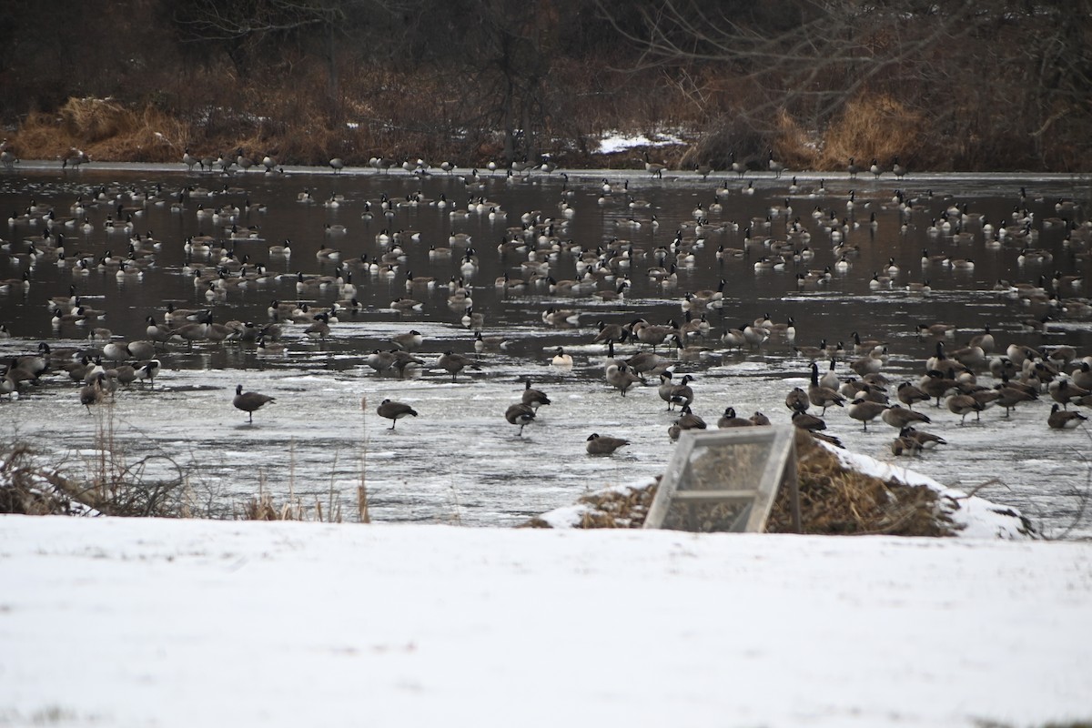 カナダガン - ML646882978