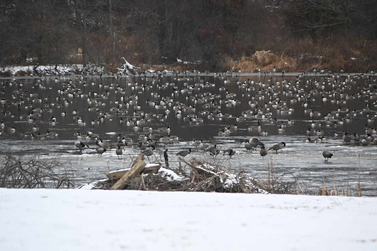 カナダガン - ML646882979