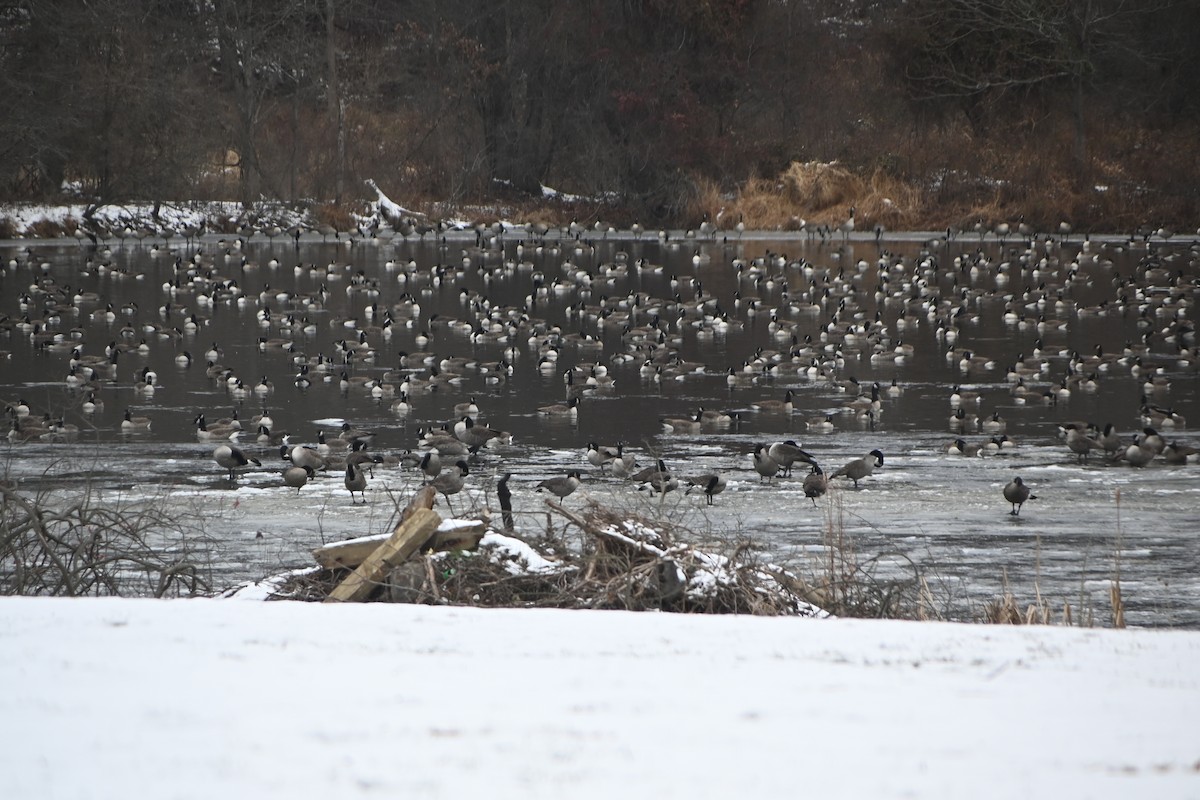 カナダガン - ML646882980