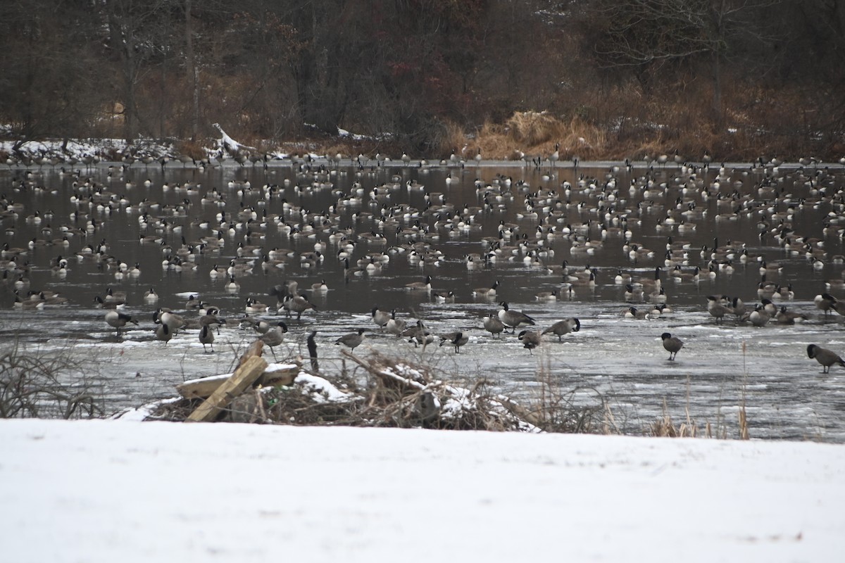 カナダガン - ML646882981