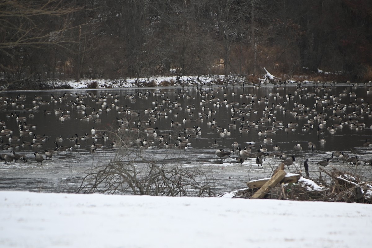 カナダガン - ML646882982