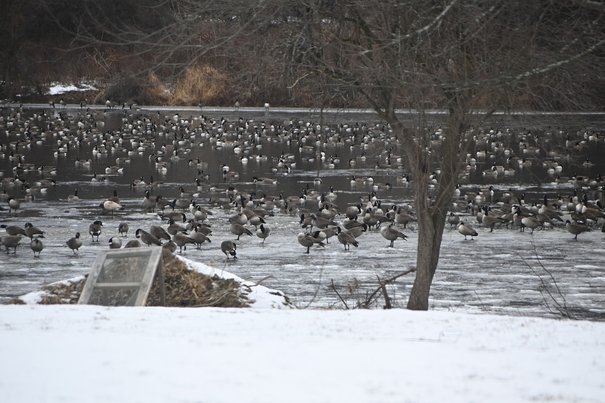 カナダガン - ML646882983