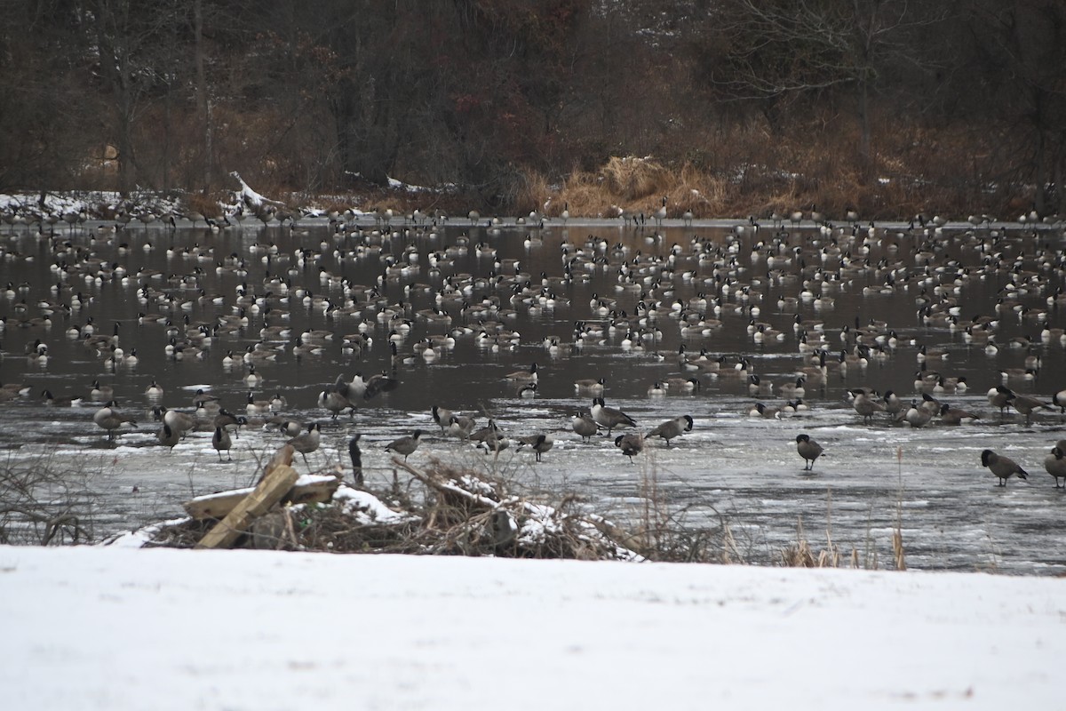 カナダガン - ML646882984