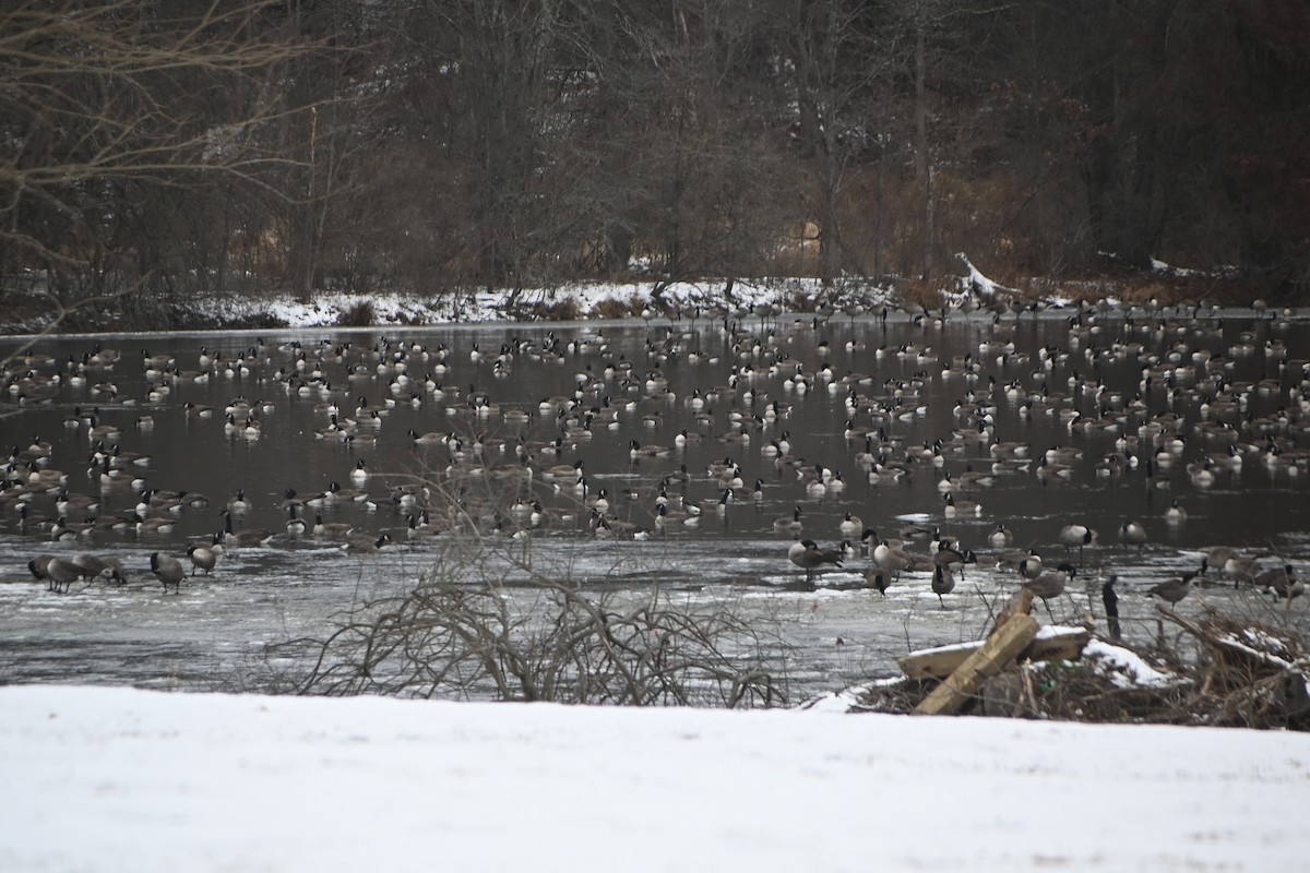 カナダガン - ML646882985