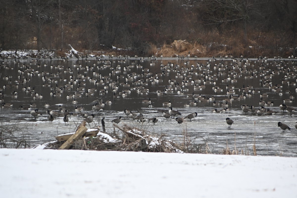 カナダガン - ML646882986