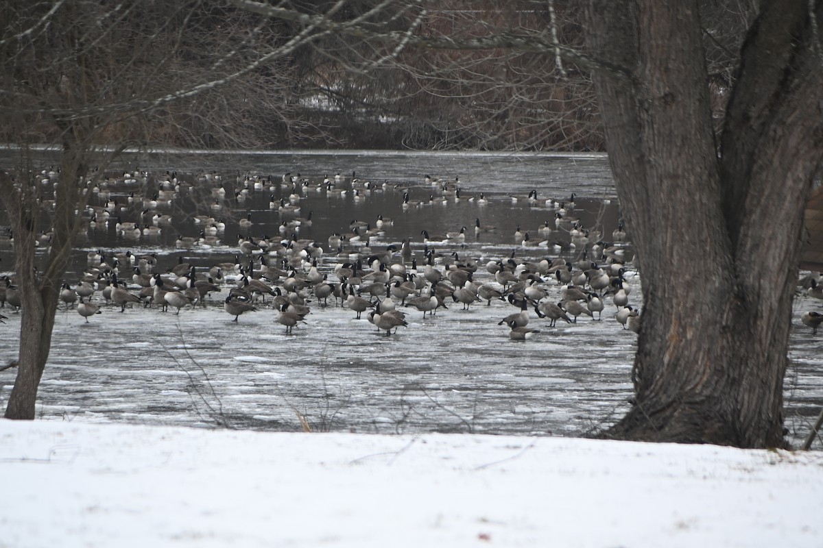 カナダガン - ML646882987