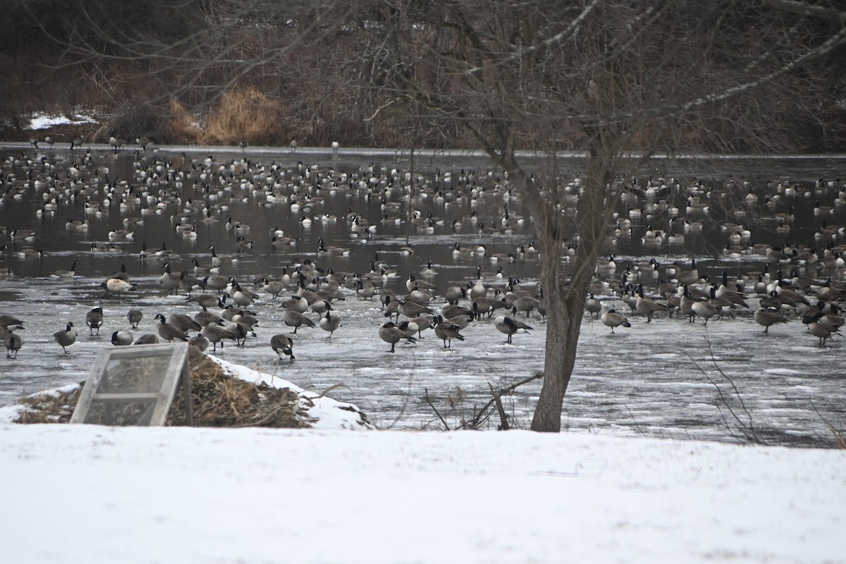カナダガン - ML646882988