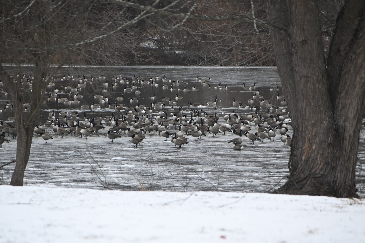 カナダガン - ML646882989