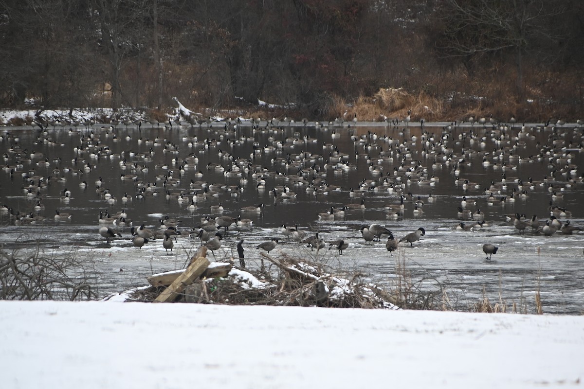 カナダガン - ML646882990
