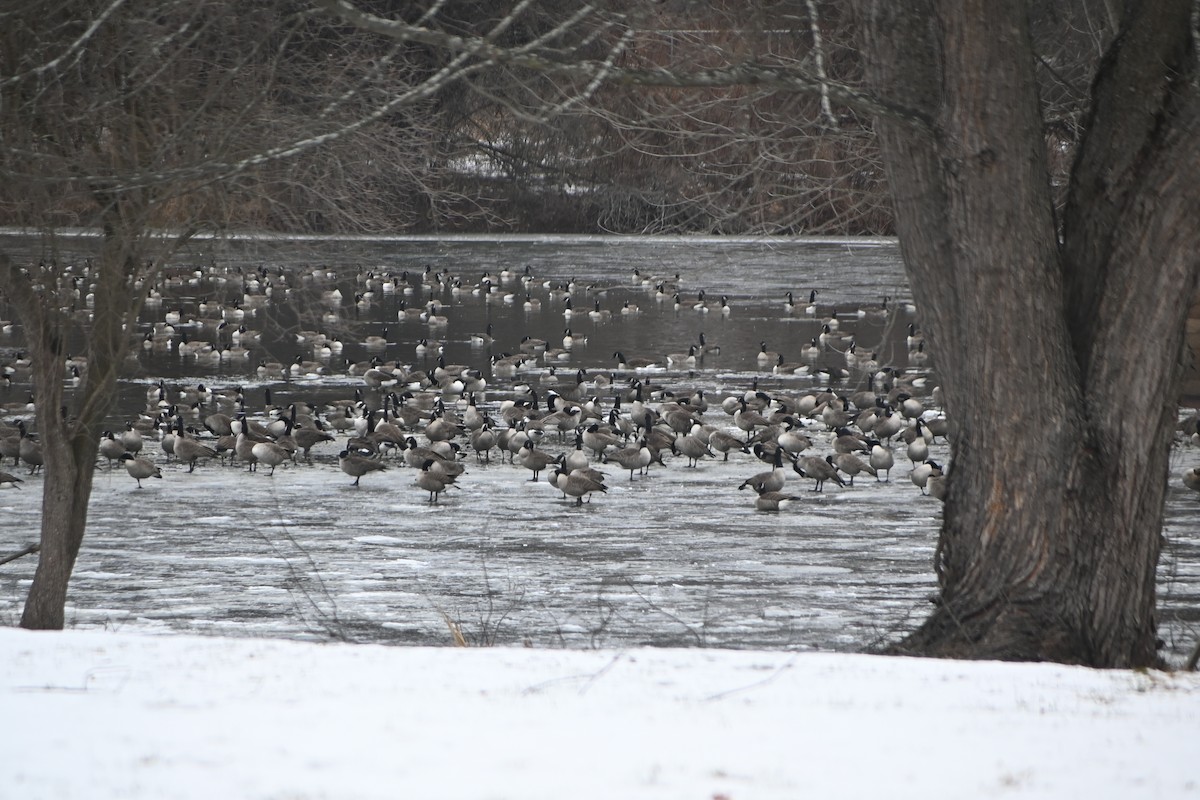 カナダガン - ML646882992