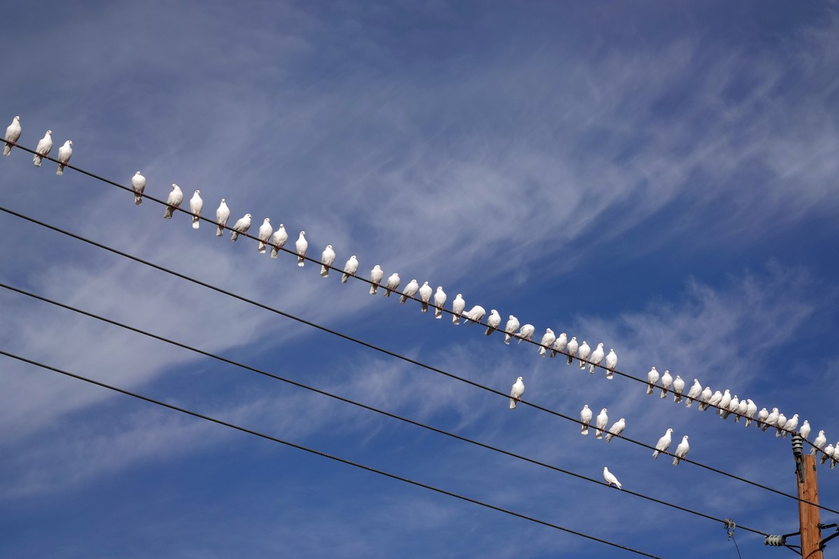 pigeon/dove sp. - ML646882999