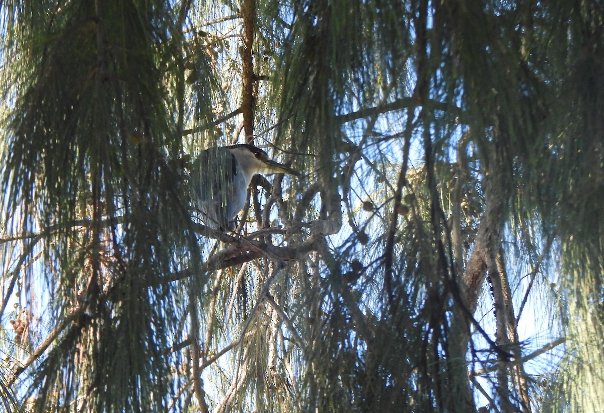 Black-crowned Night Heron - ML646883000