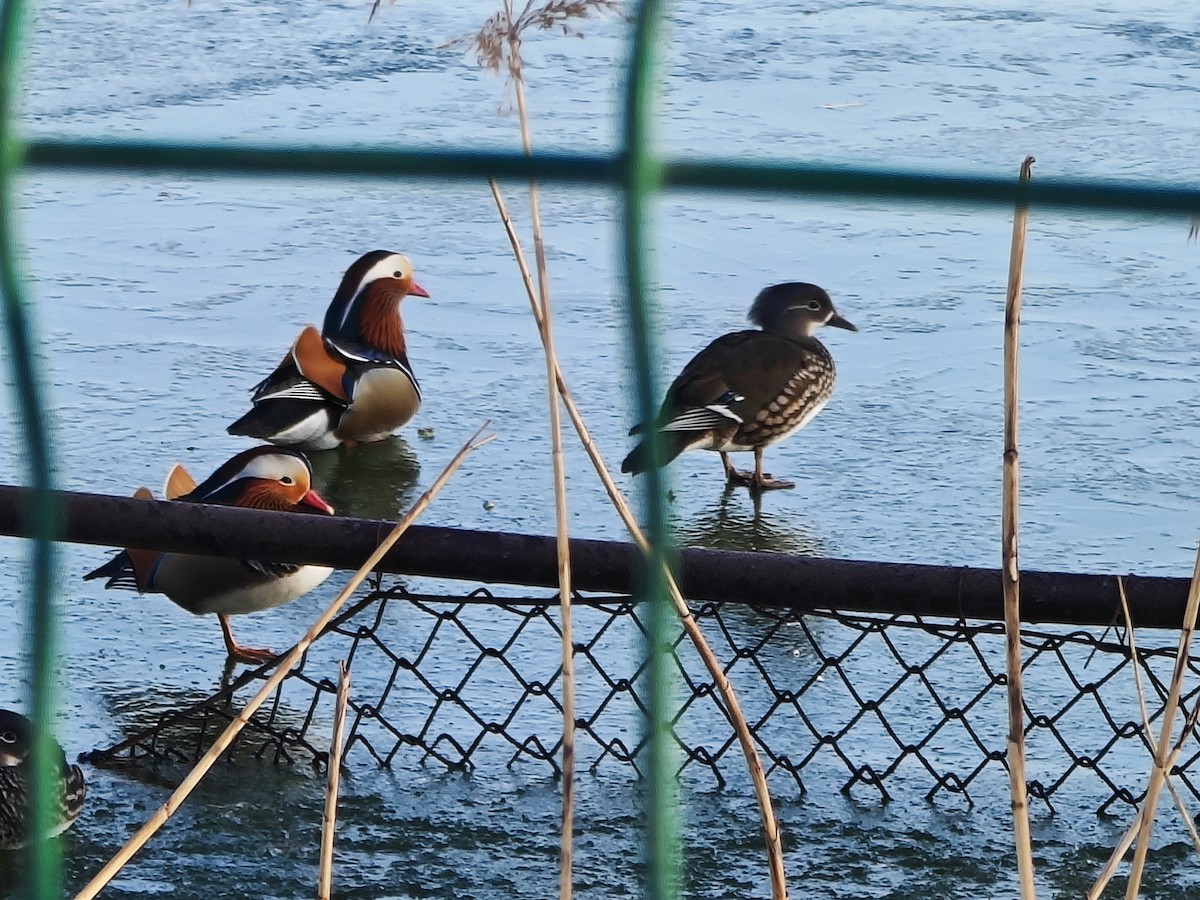 Mandarin Duck - ML646883001
