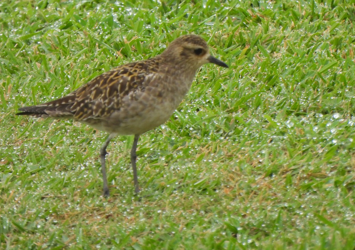 Pacific Golden-Plover - ML646883003