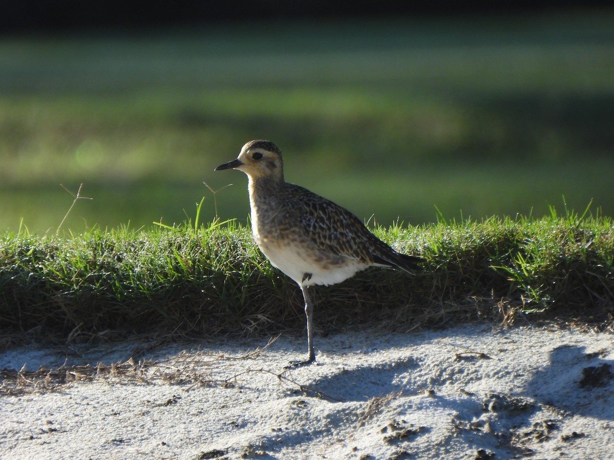 Pacific Golden-Plover - ML646883004