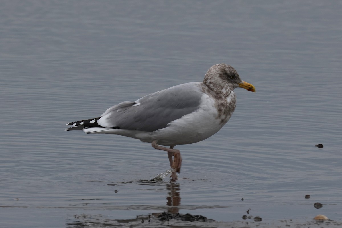 Kaio hauskara amerikarra - ML646883005