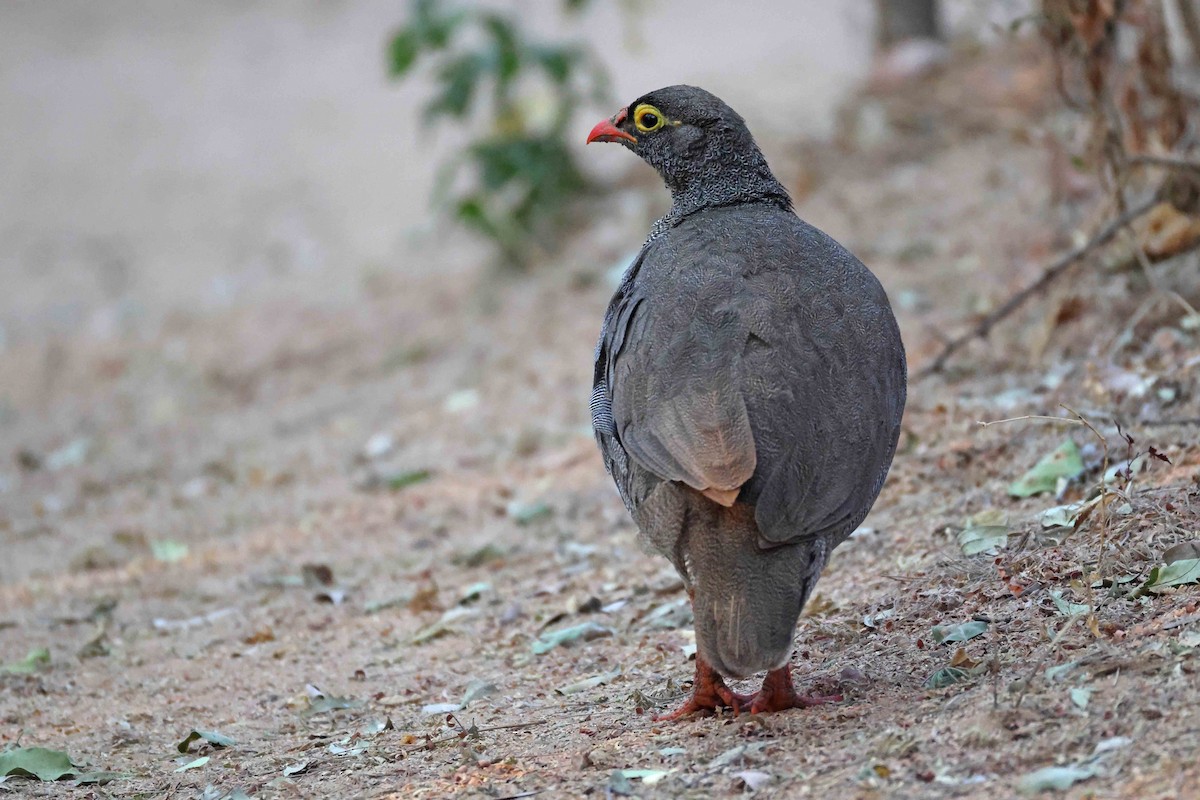 Red-billed Spurfowl - ML646883006