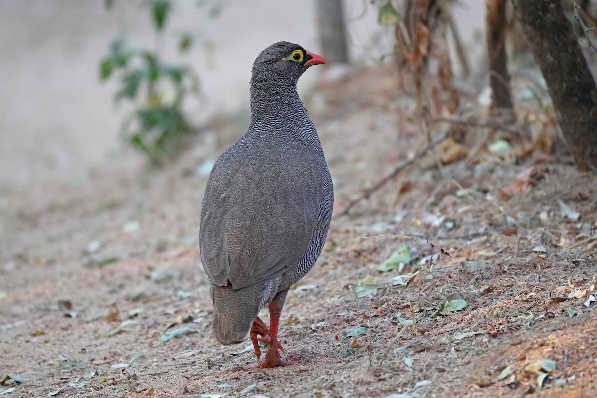Red-billed Spurfowl - ML646883007