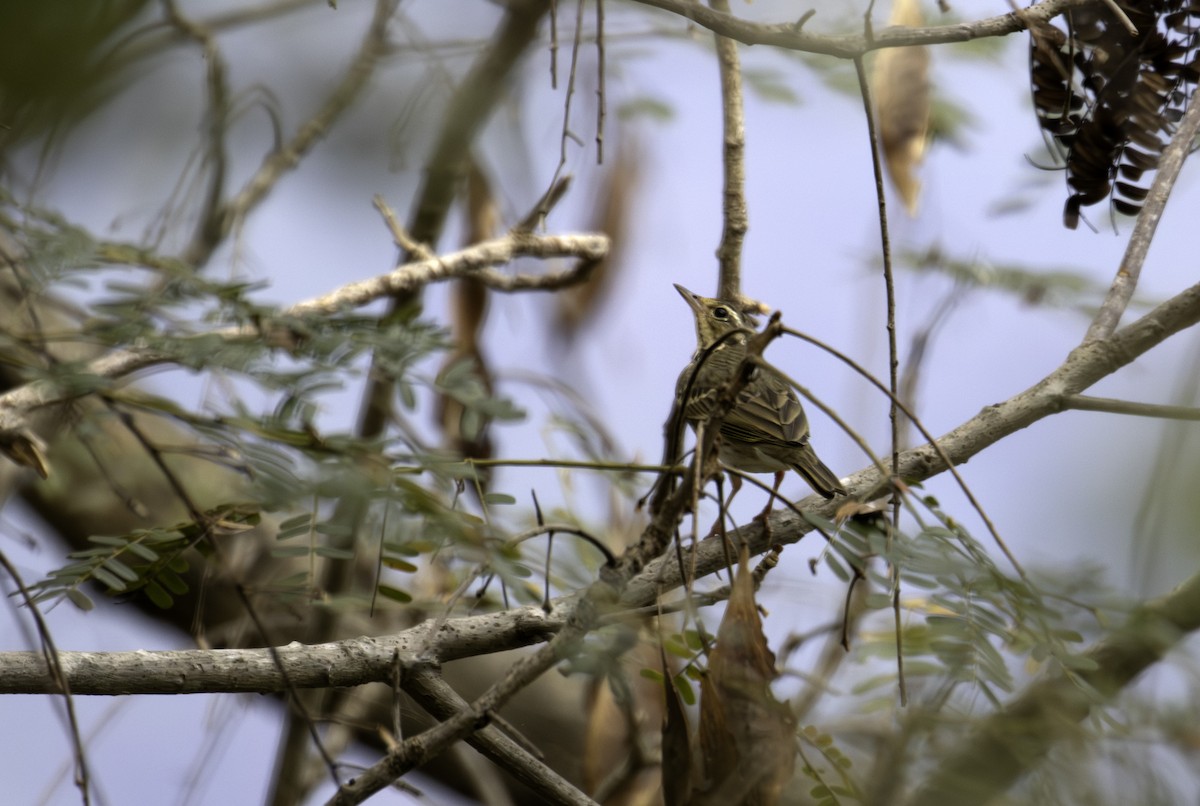 Olive-backed Pipit - ML646883008