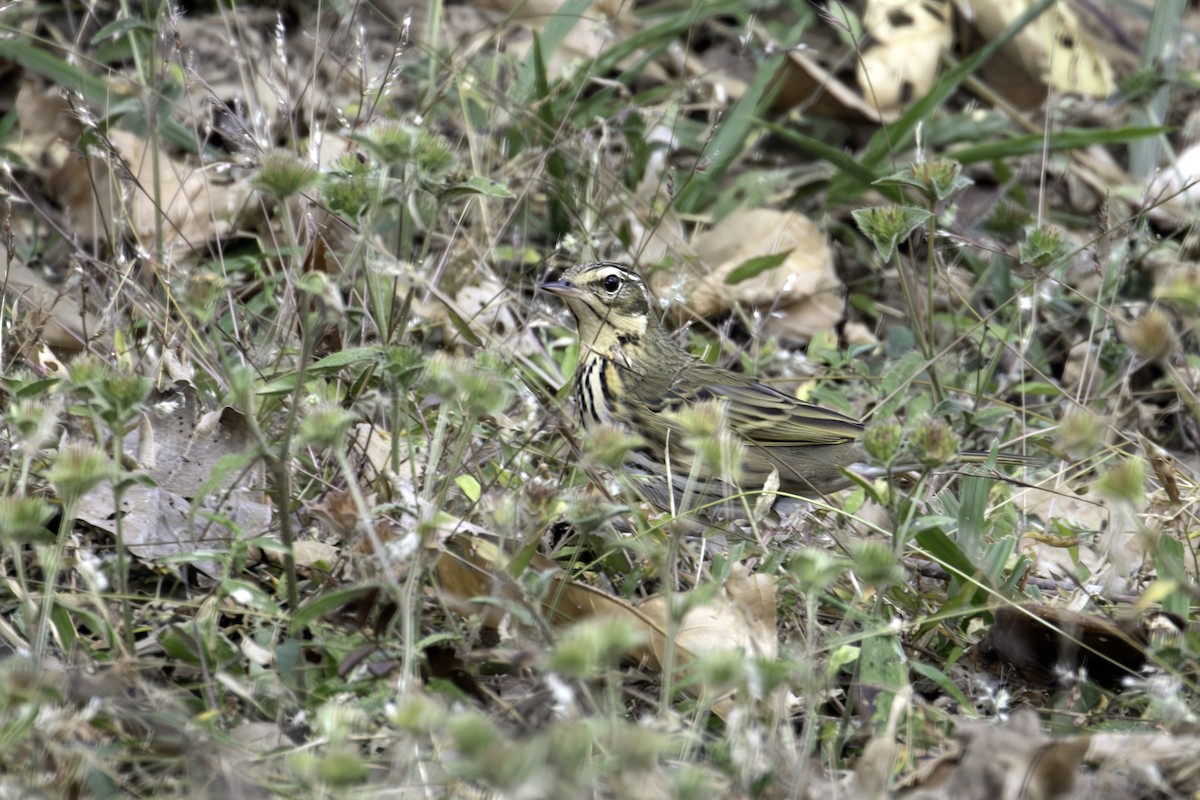 Prispolone indiano - ML646883009