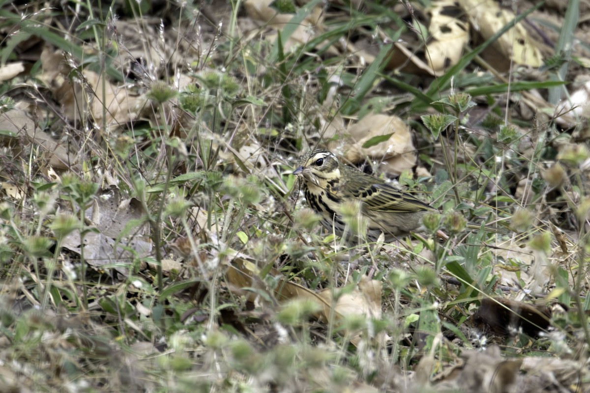 Prispolone indiano - ML646883010